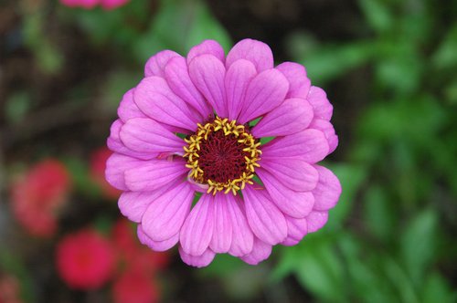 Focus on Color (ISO 800, Nikon Capture NX processed)