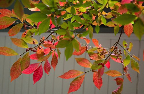DSC_3903_ACR