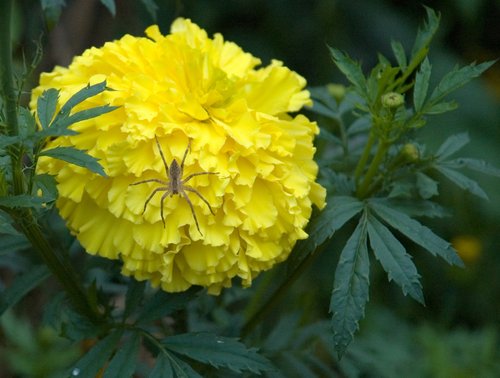 DSC_3914_Crop_ACR