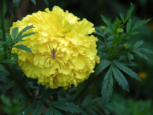 DSC_3914_Crop_CNX