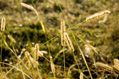 DSC_3948_ACR