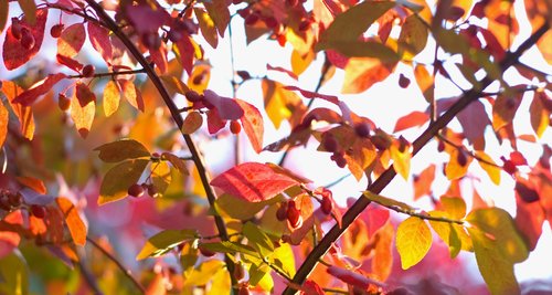 Burning Bush (Wide Screen)