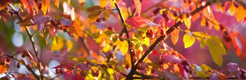 Burning Bush (Panoramic)