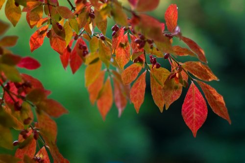 Burning Bush (on Dark Green)
