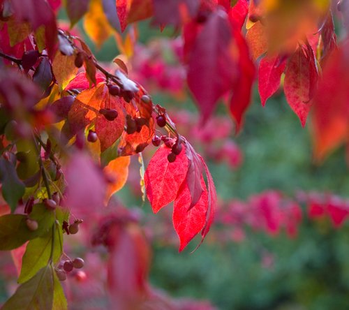 Red Foliage Backlight