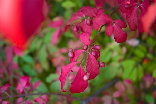 DSC_4042_ACR