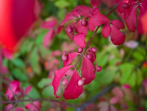 Burning Bush (Red on Light Green)