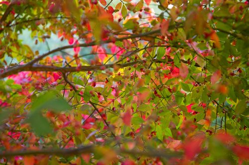 DSC_4047_ACR