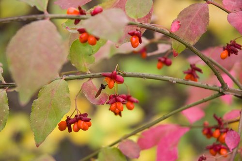 Focus on Color (Adobe ACR problems)
