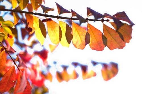 Burning bush