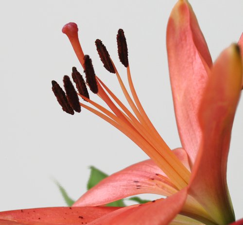 Orange Lily (cut flower)