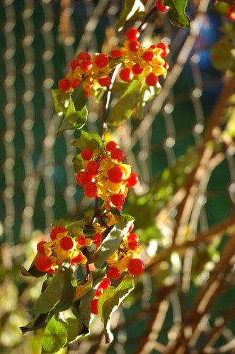 Bittersweet Vine