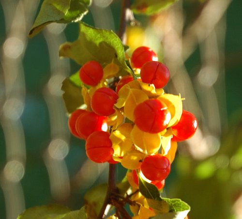 Bittersweet Detail (Nikon CNX)