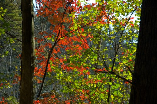 Focus on Color (Green & Red)