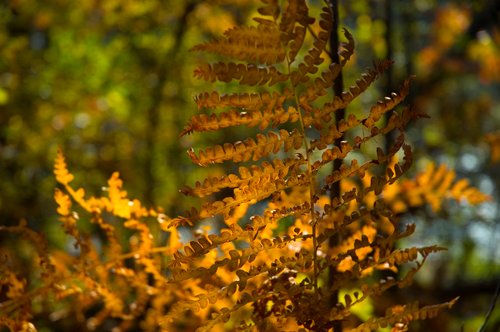 DSC_4260_ACR