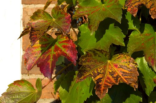 Brick and Ivy