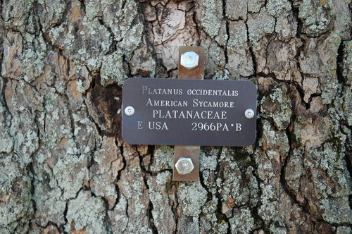 American Sycamore (Detail)