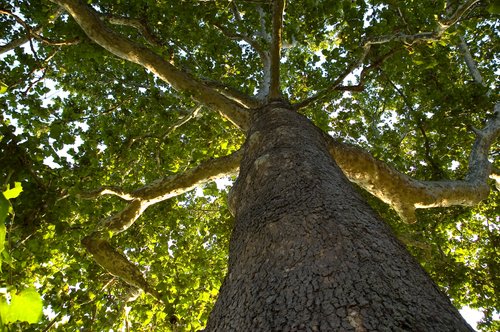 American Sycamore