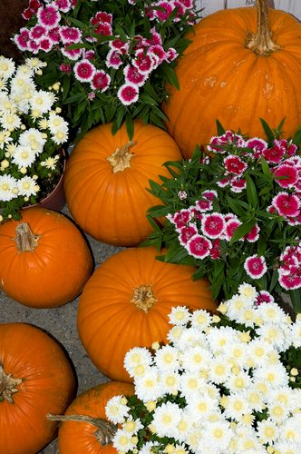 Pumpkins and Mums