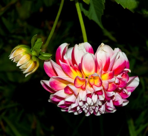 Multicolor Dahlia (Daytime flash)