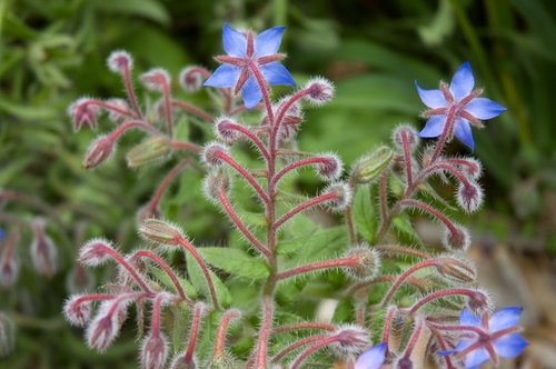 Blue Stars (Borago officinalis)