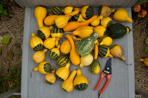 Ornamental Gourds (on a wooden chair)