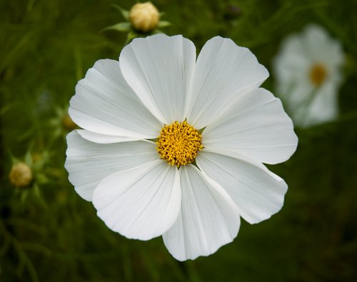 White Cosmo