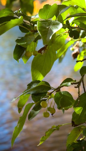 Crab Apples (Stream reflection background)
