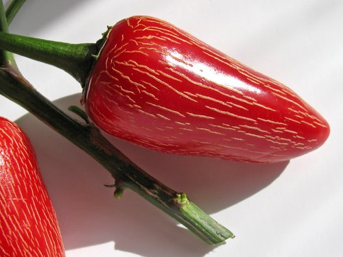 Red Pepper !