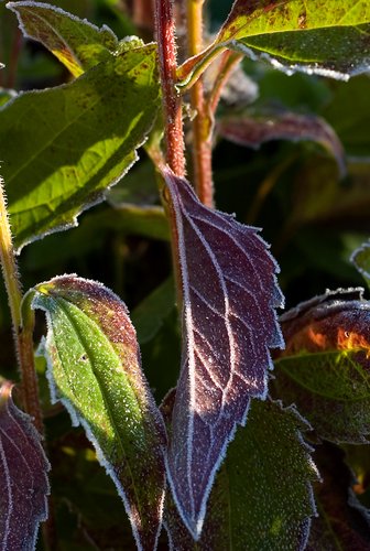 DSC_4541_ACR_VertDetail