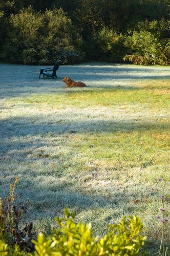 Hard Frost Lawn
