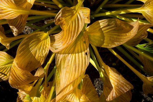 Hostas