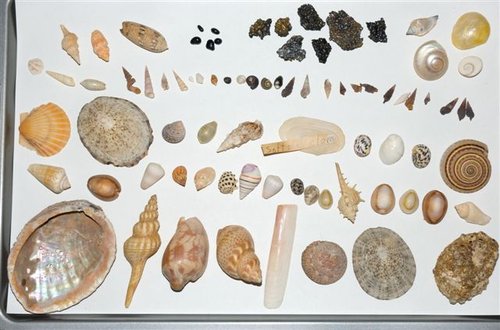 Special Things (Childhood shell collection)