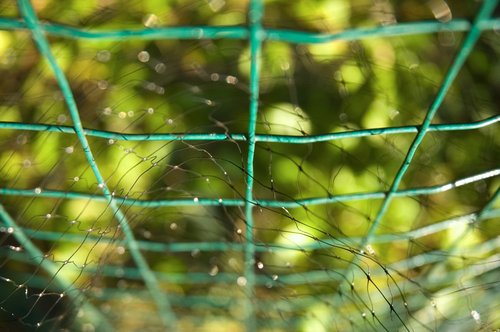 Focus on Color (Blueberry Cages)
