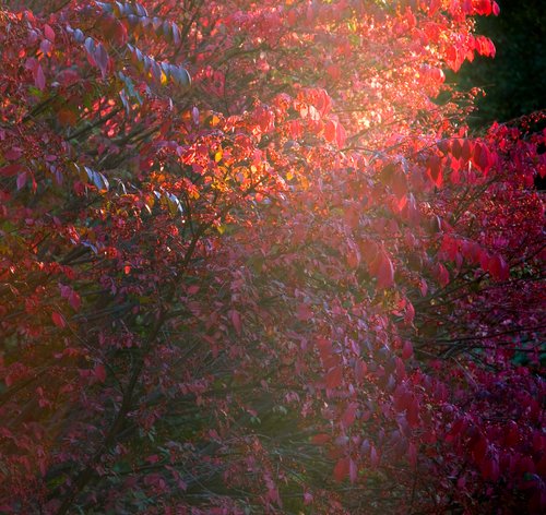 Focus on Color (Diffuse Glare)