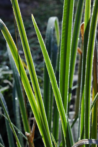 Frost on Iris Blades