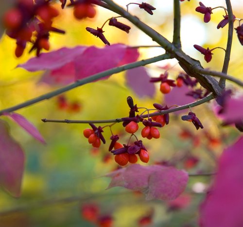 (More) (Burning Bush) (Bokeh)