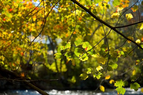 DSC_4507_ACR