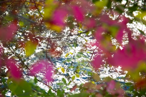 DSC_4483_ACR