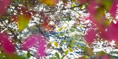 Water in Motion (Leaf Screen)