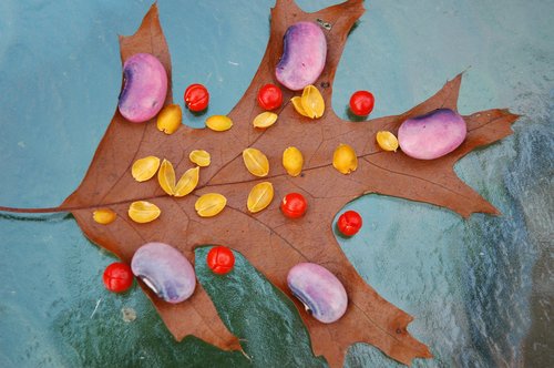 Fall Collage