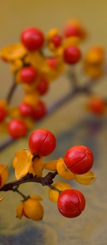 Bittersweet (Detail)