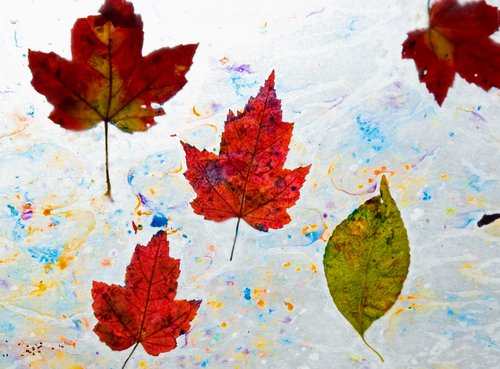 Fall Colors (Pressed Artwork)