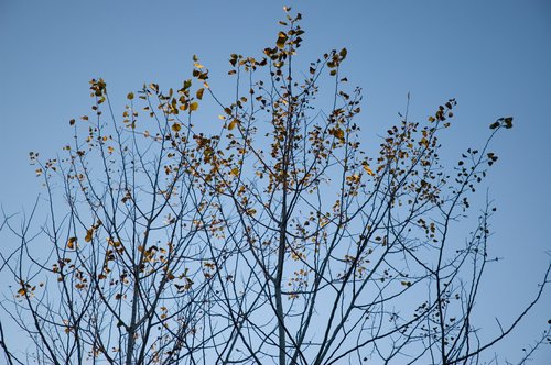 Quaking Aspen