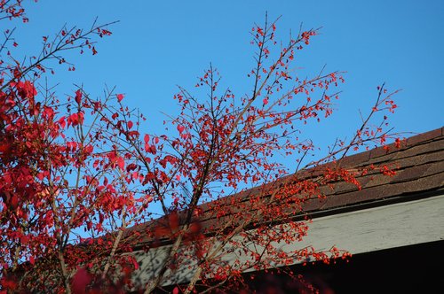 Focus on Color (Red on Blue)