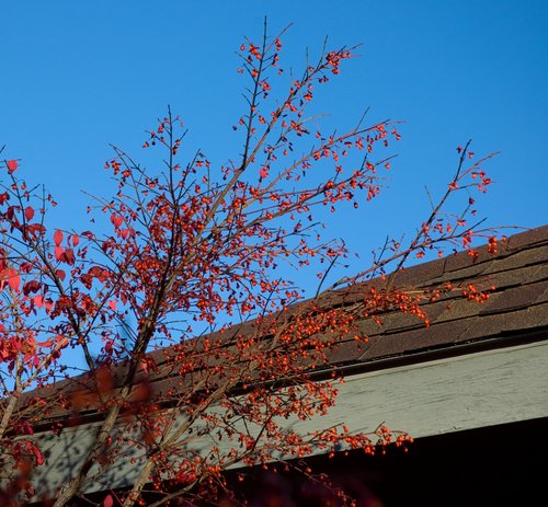Focus on Color (Red on Blue)