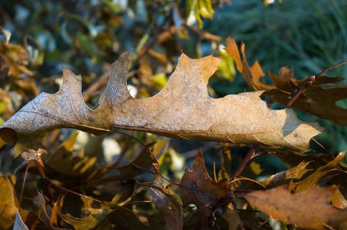 Frost on a Dry Oak Leaf