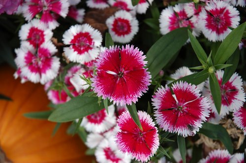 Pink Dianthus