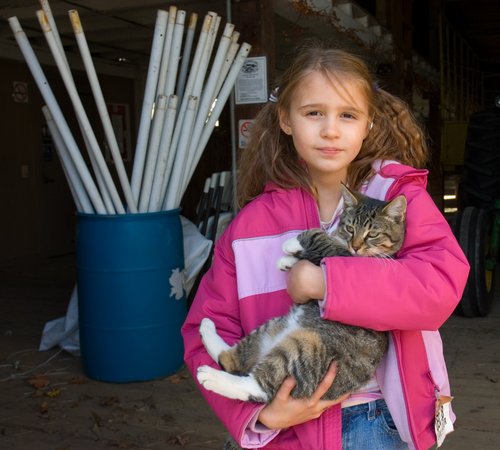 Codman Farm Cat