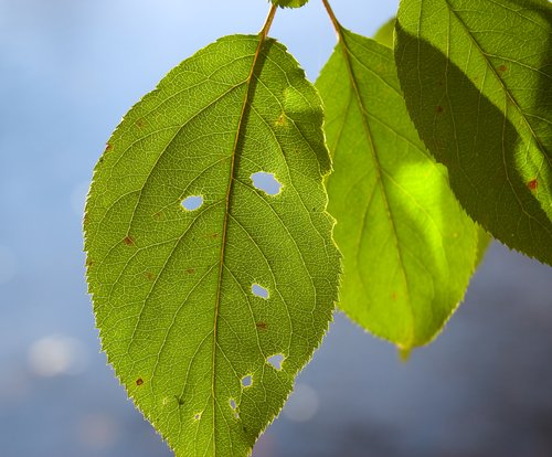 Green Leaf backlit (over Blue Water)